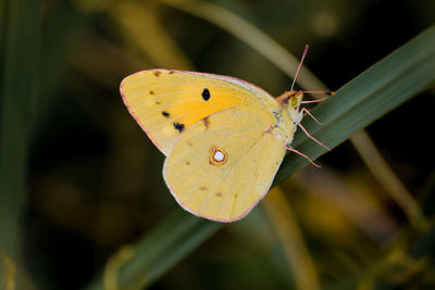 Close-up of butterfly on flower