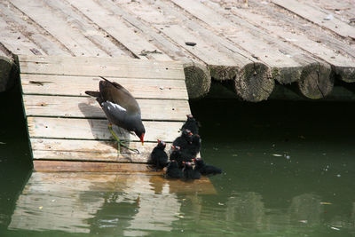 High angle view of bird perching on wood