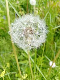 Close-up of dandelion flower on field