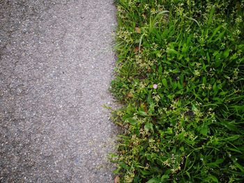 Plants growing in grass