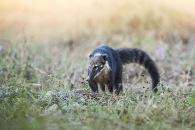 Close-up of squirrel on field