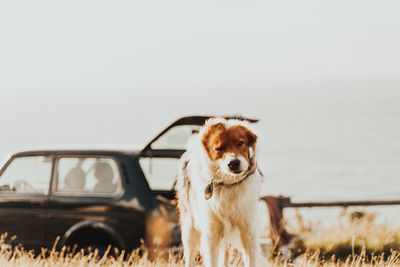 Dog shaking in front of a car on the sea