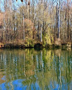 Reflection of trees in lake
