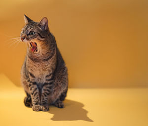 Close-up of a cat looking away