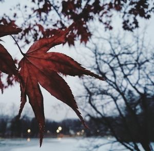 Close-up of maple tree against sky