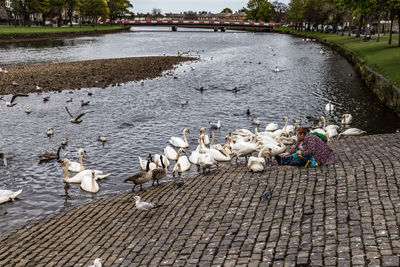 High angle view of birds on lakeshore