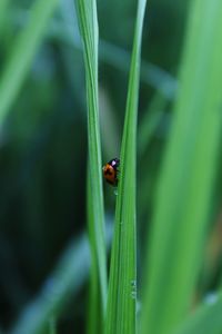 Close-up of ladybug on grass