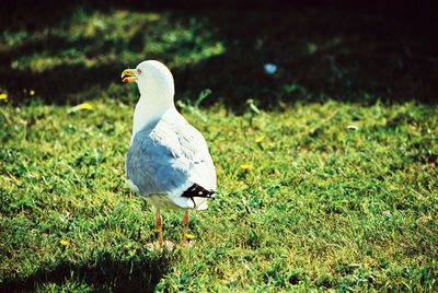 Bird perching on a field