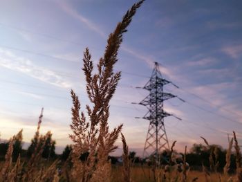 Straw against the sunset