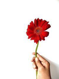 Close-up of hand holding red flower against white background