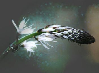 Close-up of flowers against blurred background