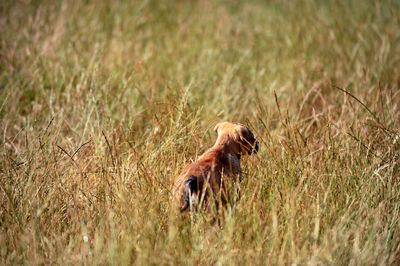 Close-up of a cat on field