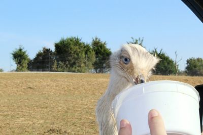 Close-up of hand holding horse on field