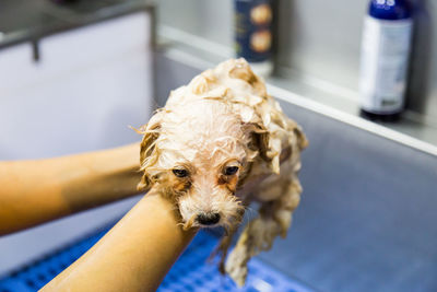 Close-up of hand holding dog
