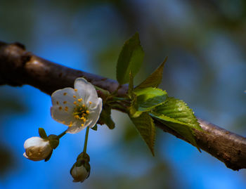 Close-up of white flowering plant