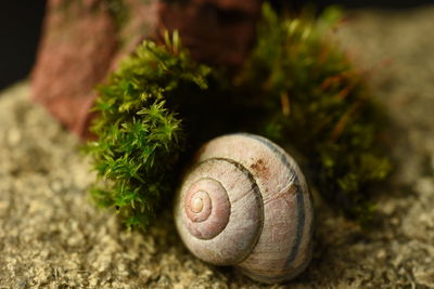 Close-up of snail