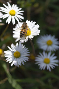 Close-up of bee pollinating on daisy