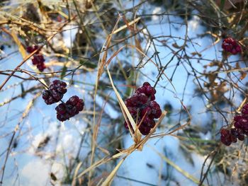 Close-up of red berries on tree