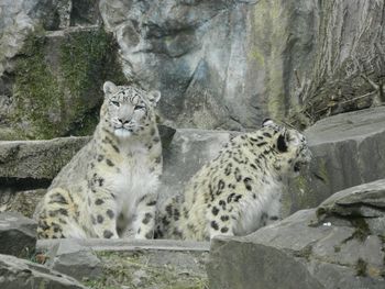 Rocks in a zoo