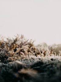 Close-up of frozen plants on field against sky