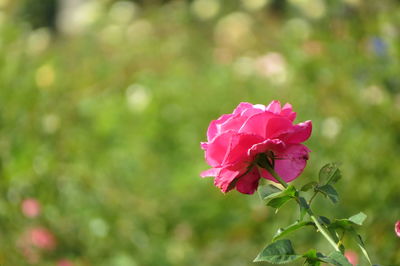 Close-up of pink rose blooming outdoors