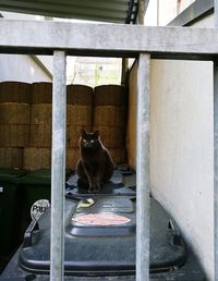 Cat on window