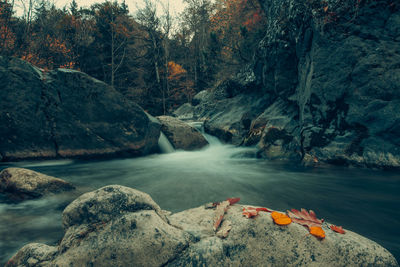 Scenic view of waterfall in forest