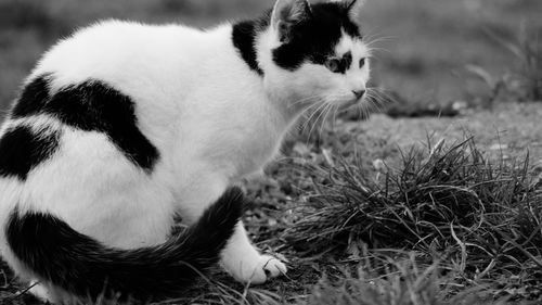 Cat sitting in a field