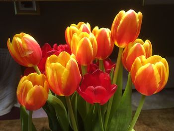 Close-up of tulips