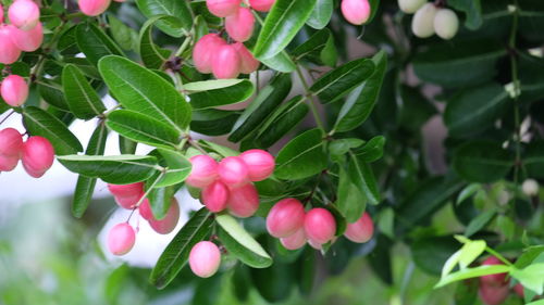 Close-up of berries growing on tree