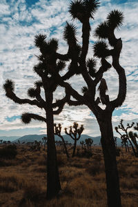 Cactus growing on field against sky