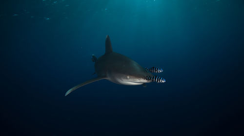 Sea life undersea
