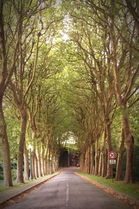 Empty road along trees