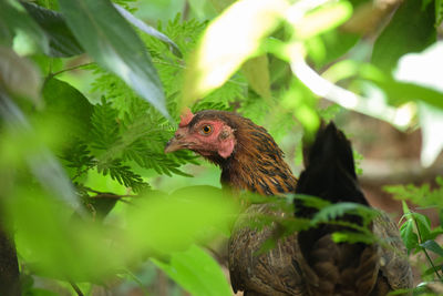 Close-up of a bird