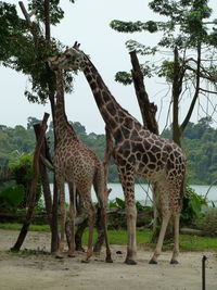 Giraffes standing in a field