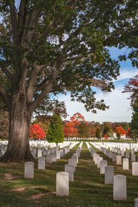 View of cemetery against trees