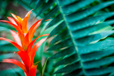 Red plant growing next to a fern