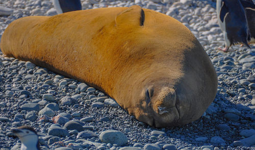 Close-up of sea lion on sand