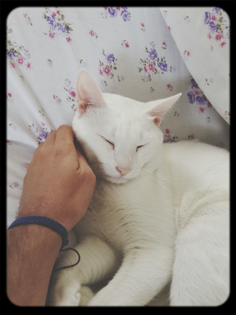 domestic animals, animal themes, pets, mammal, relaxation, one animal, sleeping, indoors, domestic cat, resting, lying down, cat, bed, feline, eyes closed, togetherness, comfortable, high angle view, auto post production filter, blanket