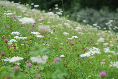 White flowering plants on field