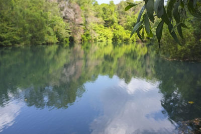 Reflection of trees in lake