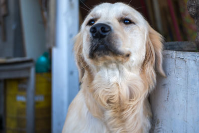 Close-up of dog sitting outdoors