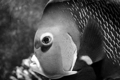 Close-up of fish underwater