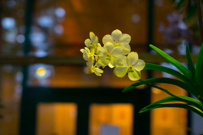 Close-up of flowers against blurred background