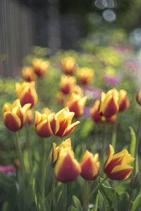 Close-up of yellow flowers blooming in park