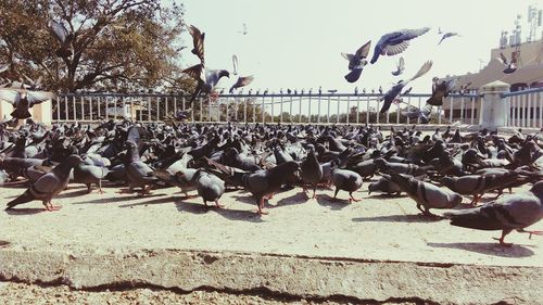 Flock of birds on tree