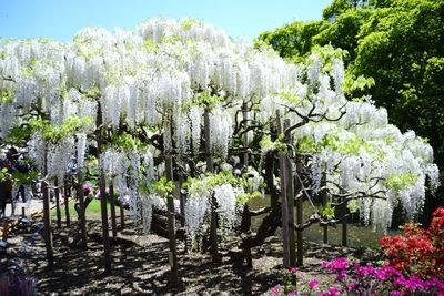 View of flowering plants in park