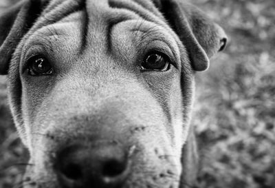 Close-up portrait of dog