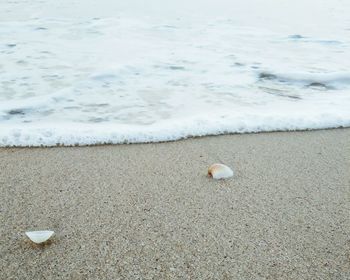 High angle view of shells on shore at beach