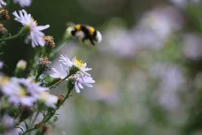 Close-up of bee pollinating flower